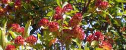 Image result for Combretum kraussii