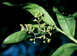 Image result for Polystachya melanantha