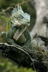Pin By Angela Maria On Enteresan Bitki Hayvan Ve Seyler Green Iguana Animals Beautiful Animals