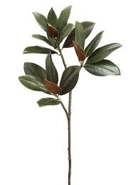 The most common silk magnolia leaves material is silk. Pin By Anna Zabelina On Fony In 2021 Leaf Photography Plants Magnolia Leaves