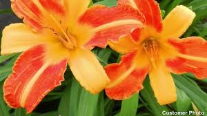 3 зимостойкость лилейника стелла де оро. Stella D Oro Daylily Hemerocallis American Meadows