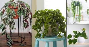 You don't need a green thumb, you just need to follow directions. 19 Best Indoor Vines Climbers You Can Grow Easily In Home
