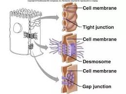 Check spelling or type a new query. What Are Some Organelles That Animal Cells Have That Plant Cells Typically Do Not Quora