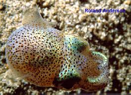 Image result for Eulophia arenicola