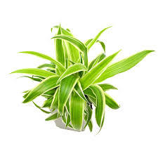 Image result for Chlorophytum