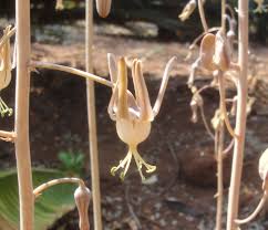 Image result for Vangueriopsis lanciflora