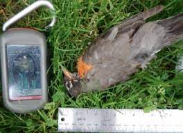 Dead Birds Spur Cleanup Of Longstanding Ddt Contamination Great Lakes Echo
