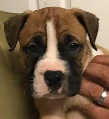 Interested in finding out more about the boxer? Boxer Puppies Pets And Animals For Sale Orlando Fl