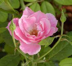 Asal cuti ja bunga ros,asal bunga ros ja cooti hahah elergik sungguh pantang jumpa bunga ros ni mungkin sebab warna dan tanam pokok bunga ros di sekeliling tanah yang berbentuk bukit. Mawar Wikipedia Bahasa Melayu Ensiklopedia Bebas