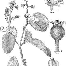 Image result for Gouania