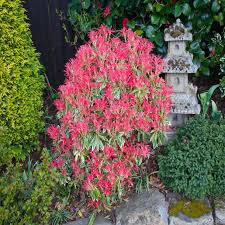 Image result for Pieris japonský obrázek