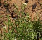 Image result for Basananthe sandersonii