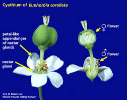 Image result for Euphorbia glanduligera