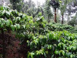 Coffee remains a key resource there, but plantations are adding lodging facilities to supplement. Coffee Plantation Coffea Robusta Madikeri Coorg India Free Image From Needpix Com