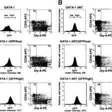 Instant camera's en printers in zakformaat instant camera's en printers in zakformaat instant camera's en printers in zakformaat. Pdf Frequent Mutations In The Gata 1 Gene In The Transient Myeloproliferative Disorder Of Down Syndrome