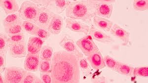 Maybe you would like to learn more about one of these? Mitosis