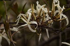 Image result for Ancylobothrys