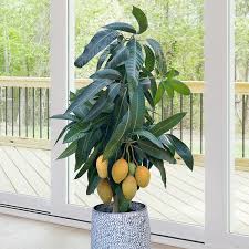 Image result for Mangifera