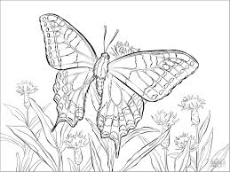 Students can work on lowercase letter b handwriting. Realistic Butterfly Coloring Pages For Kids Coloringbay