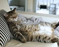 However, if the sounds are growing louder and are accompanied by troubled breathing, there may if the kitty is snoring when it's awake, that's definitely an indicator for trouble. Here S Why You Have A Snoring Cat Uk Pets