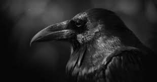 Birds With Human Arms Gif Https Encrypted Tbn0 Gstatic Com Images Q Tbn 3aand9gcr0obrf7sdttf7n1dbvmq9k Qedb7nh9hbq1g Usqp Cau