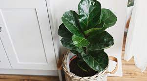 House plants can transform any room for the better. 10 Common Houseplants That Are Difficult To Take Care Of Real Simple