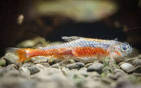 It is a sad thing to happen to anyone when a pet dies no matter how big or small. How To Dispose A Dead Aquarium Fish Aquariumnexus
