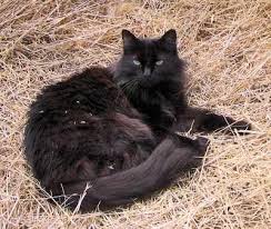 Probably the race chantilly/tiffany comes from the same crosses that created to the east of long hair (angora). Chantilly Tiffany Cats Chantilly Cat Pretty Cats Beautiful Cats