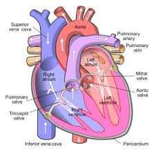 The principal organs of the chest are the they differ in size. Human Physiology Print Version Wikibooks Open Books For An Open World