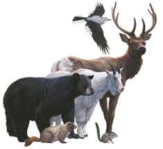Не is the _ (лучший) teacher in my school. Rocky Mountain Mammal Size Comparisons Mary Donahue