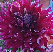 My Hero Dahlia At Swan Island Dahlias Pic By Ted Kennedy Flower Pots Purple Garden Flowers