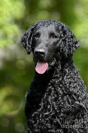 As you can probably imagine, the curly coated retriever is a highly active breed, that requires daily proper exercise. The Coated Retriever