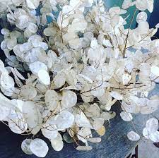 Lunaria Seeds Organic Honesty Seeds Lunaria Annua Seeds Etsy In 2021 Flower Seeds Biennial Plants Silver Dollar Plant