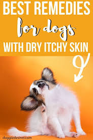Home Remedies For Dogs Dry Itchy Skin Dog Itchy Skin Remedy Dog Dry Skin Remedy Dog Dry Skin