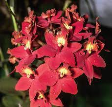 Nepenthes jamban dracunculus vulgaris red terrestrial pitcher plants titan. Medicinal Orchids Of South America Springerlink