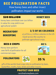 Instead, they rely on outside forces to transport their tiny pollen grains from male flower parts to female ones. Honey Bee Pollination Facts Carolina Honeybees