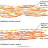 As such it causes continual rhythmic contractions in the stomach and intestine. 1