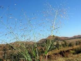 Image result for Eragrostis aspera