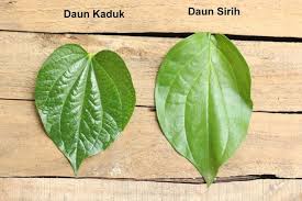 Instytucja prawna wywodząca się z prawa rzymskiego (ius caducum). What Are The Differences Between Daun Kaduk And Daun Sirih Daun Edible Plants Plant Leaves