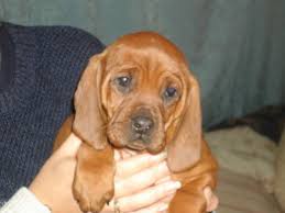 Use the search tool below and browse adoptable redbone. Redbone Coonhound Puppies Puppy Dog Gallery
