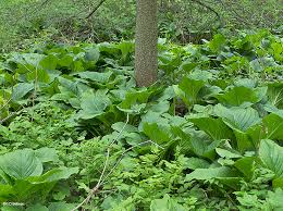 In ewes it is associated with atrophy of the pituitary, adrenal, and thymus glands of the fetus and prolongation of. Skunk Cabbage Symplocarpus Foetidus L Salisb Ex W P C Barton