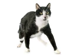 Black And White Cat Kitten Names Unique Cute Puppies Images Cute Cat Names