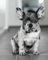 Fluffy frenchie dog for sale. Rare French Bulldog Colors Frenchie World Shop