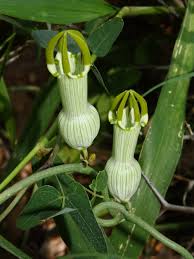 Image result for Ceropegia conrathii