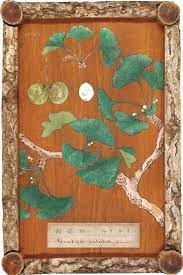 Ginkgo biloba, commonly known as ginkgo or gingko (both pronounced /ˈɡɪŋkoʊ/), also known as the maidenhair tree, is the only living species in the division ginkgophyta, all others being extinct. The Illustration Of Ginkgo Painted On A Board Made Of Ginkgo Wood In Download Scientific Diagram