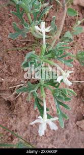 Image result for Chascanum