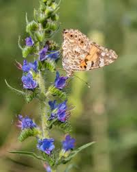 Schmetterling Fruhlingsblumen Fruhling Blumen Blume Wildblumen Flower Blumenfotografie Flowerfotography Wildblumen Blumen Fotografie Fruhlingsblumen