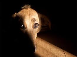 Pet Portrait Photography Tips Pet Portraits Photography Pet Photography Tips Animal Photography Dogs