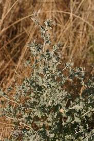 Image result for Atriplex