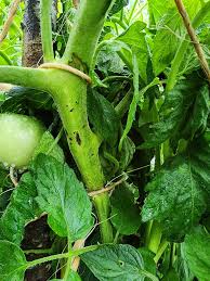 Image result for tomato seedling pseudomonas syringae pv tomato symptoms